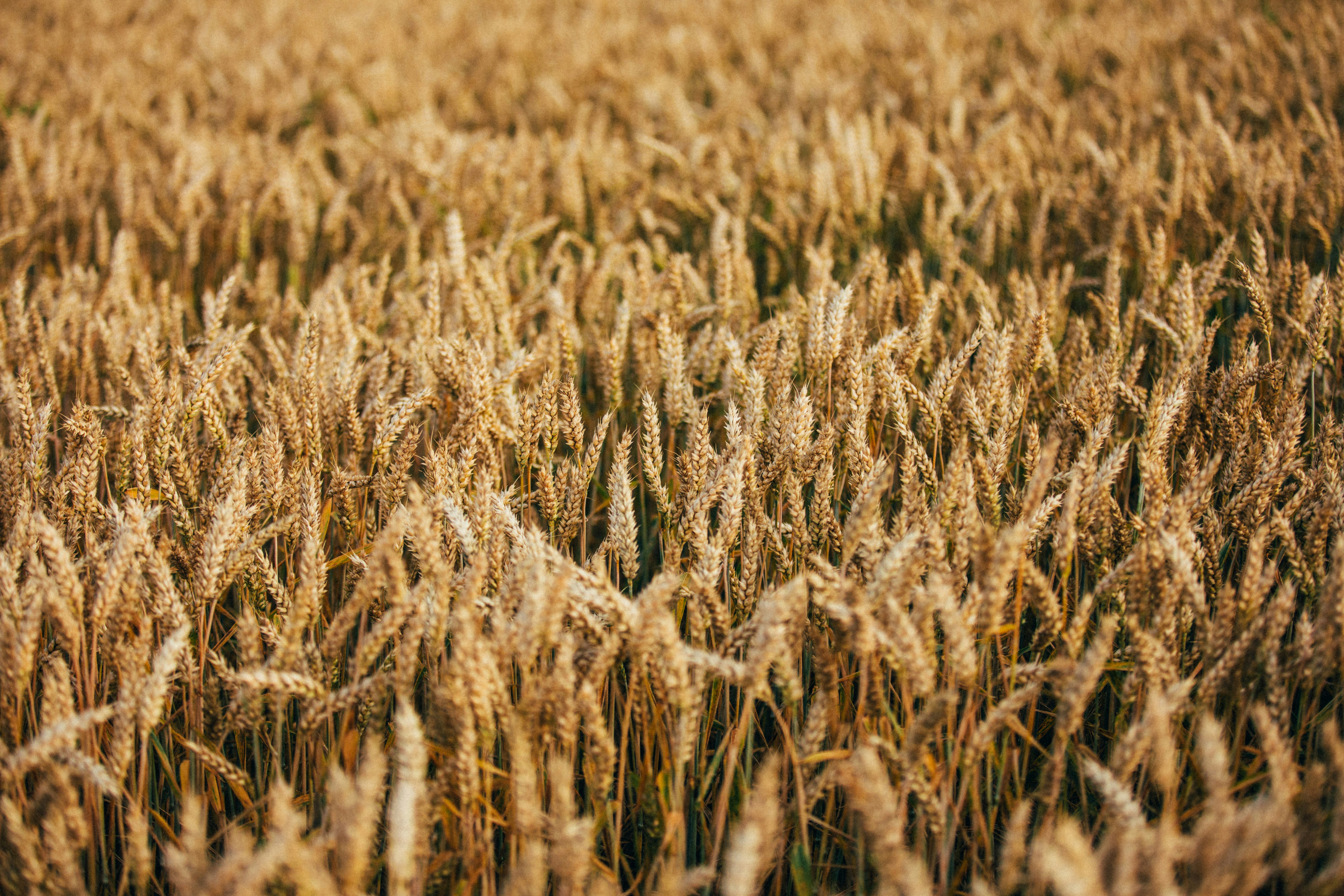 brown wheat field